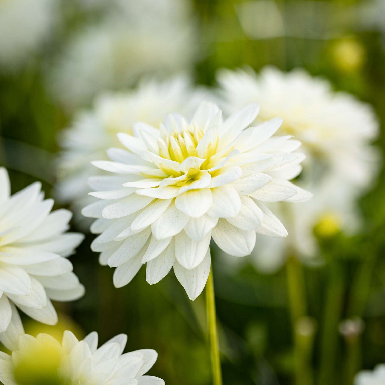 Dahlie 'Karma Maarten Zwaan'